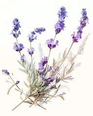 Floral flower vector Illustrations on white background