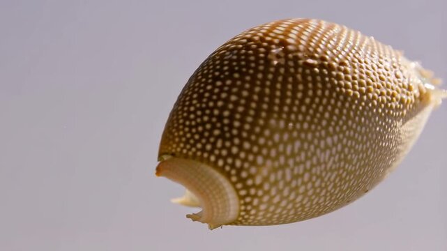 Cowrie Shell Gliding Through Water Showcasing Delicate Patterns and Colors in an Underwater Environment
