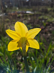 Obraz premium Close-Up of Vibrant Yellow Daffodil in a Sunlit Garden Setting