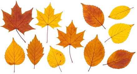 Autumn Leaves Collection: Red, Orange, Yellow Foliage AI Generated