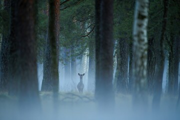 Misty fall forest with wild stag deer in natural habitat. Foggy autumn woodland background showing wildlife in wilderness setting.