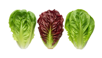 Obraz premium Three heads of assorted types of lettuce