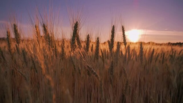 Champ de bl&eacute; dor&eacute; au coucher du soleil film&eacute; en slow motion, &eacute;pis de bl&eacute; dans la lumi&egrave;re dor&eacute;e du soir, ambiance naturelle et po&eacute;tique