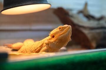 Pogona vitticeps, or bearded dragon, is basking under a heat lamp in a terrarium, enjoying the...