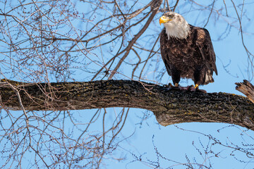 Bald eagle, attentive to the surroundings, perched in a tree in La Crosse, Wisconsin in early March