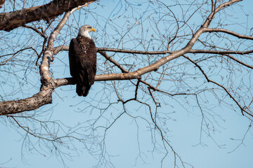 A bald eagle, looking to its right whle perched on a tree branch in La Crosse, Wisconsin in early March