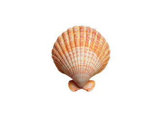 Orange scallop shell isolated on transparent background. Seashell with ribbed texture and natural pattern.
