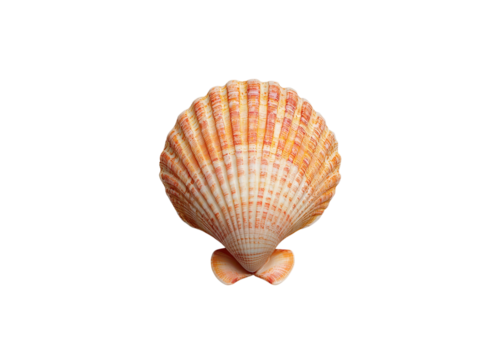 Orange scallop shell isolated on transparent background. Seashell with ribbed texture and natural pattern.