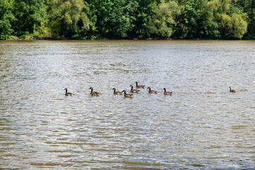 Many Canada geese ( Branta canadensis ) swimming in the water near the river bank