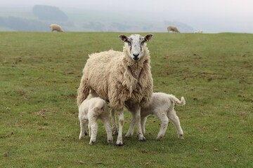 Sheep with small lambs in a grassy field in springtime