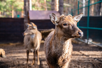 Young sika deer with small antlers standing behind a fence in an enclosure, with other deer in the...