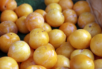 Closeup of a tray of yellow Plums, Derbyshire England
