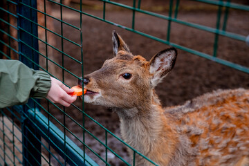 Obraz premium Young deer enjoying a slice of carrot offered by a zoo visitor through the enclosure fence, creating a delightful moment of connection between human and animal