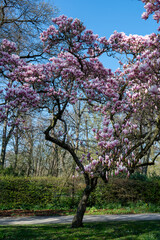 A pink magnolia tree