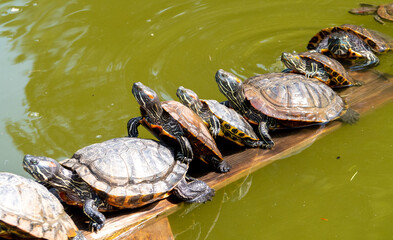 Row of turtles