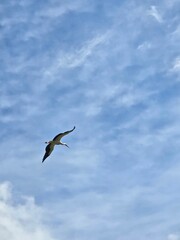 Low-Angle Shot Against a Cloudy Blue Sky,  Wings Extended, Freedom,  Bird Watching,  Symbolic,  Hopeful,  White and Black Plumage