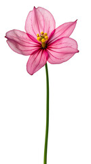 Obraz premium Close-up of a bunch of small flowers - Transparent background