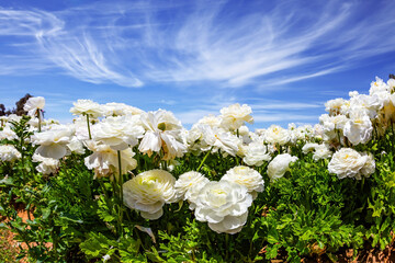 White buttercups