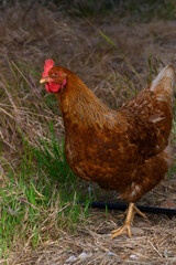 Brown chicken foraging through grass on a sunny afternoon in a rustic countryside setting