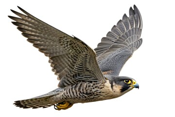 Red-tailed hawk and eagle, wild birds of prey with brown feathers and powerful wings, soar in flight across the blue sky, embodying nature's raptors as they fly
