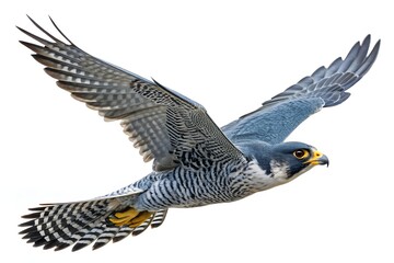 A wild eagle, hawk, and osprey soar in flight across the blue sky, their powerful wings carrying these magnificent birds of prey through nature