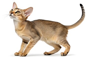 Cute young white kitten, a small domestic feline baby with soft fur, isolated on a white background