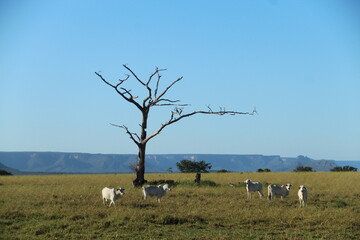 vegetação de cerrado na região das serras gerais, tocantins