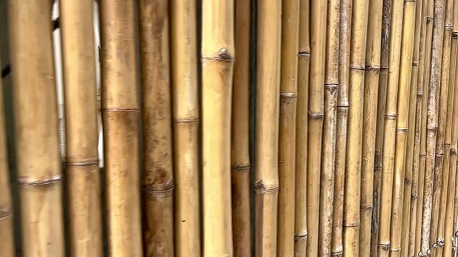 Bamboo background , camera move slow motion video.