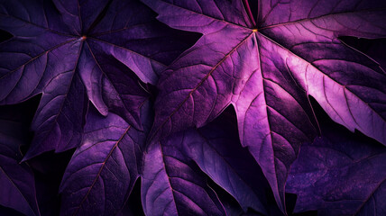 Purple maple leaves with dramatic lighting