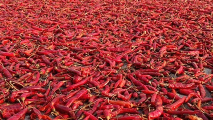 Fototapeta premium dried red hot chili peppers