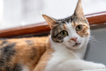 Cozy Calico Cat Relaxing on a Warm Radiator by the Window on a Cold Winter Day. Cute Pet, Indoor Comfort, Home Heating, Furry Friend, Adorable Kitten, Warmth, Relaxation, Domestic Life, Snuggly Cat