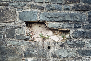 A brick wall with a hole in it and a plant growing out of it