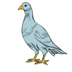 dove illustration in cartoon style vector