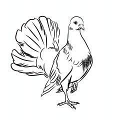 dove illustration in cartoon style vector 