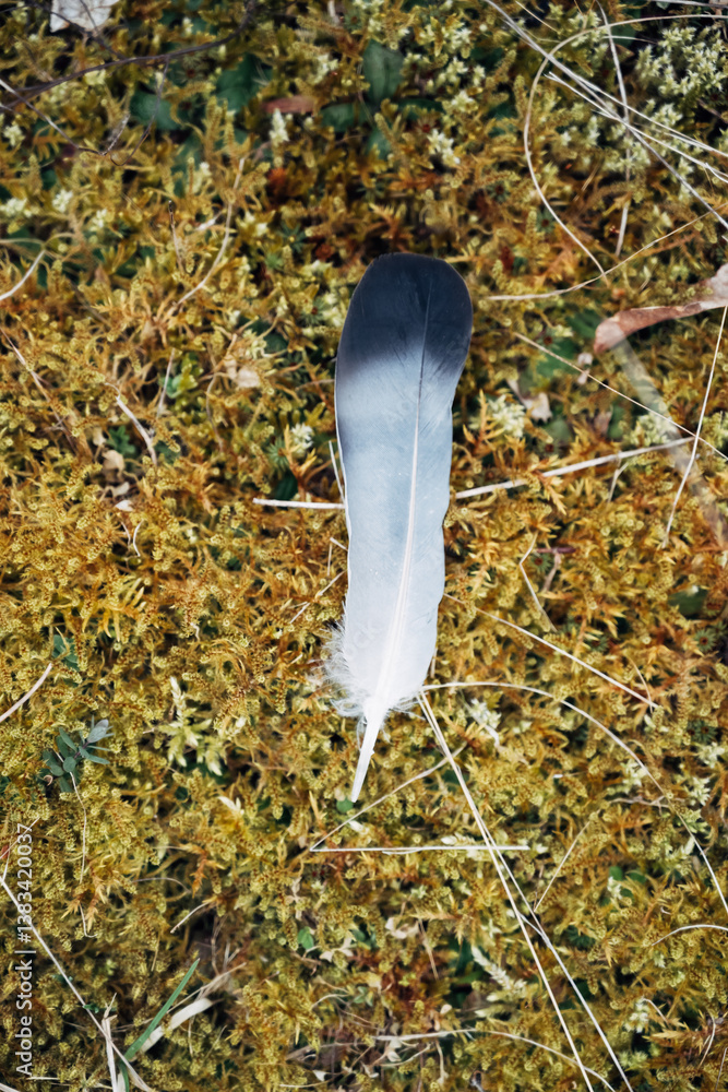 Poster a feather is laying on a patch of moss