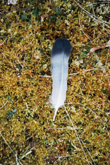 A feather is laying on a patch of moss