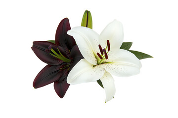 Obraz premium A pair of vibrant lilies, one white and one deep red, showcasing delicate petals and striking details.