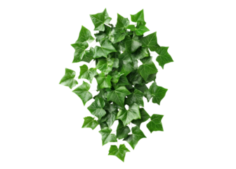 Top view of a lush green ivy plant isolated on a transparent background. Perfect for nature, gardening, or botanical themes.