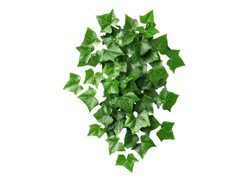 Top view of a lush green ivy plant isolated on a transparent background. Perfect for nature, gardening, or botanical themes.