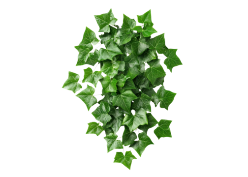 Top view of a lush green ivy plant isolated on a transparent background. Perfect for nature, gardening, or botanical themes.