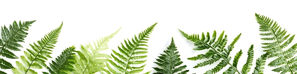 Fern Fronds Border: A vibrant display of lush, green fern fronds artfully arranged as a border, creating a refreshing and natural composition. 