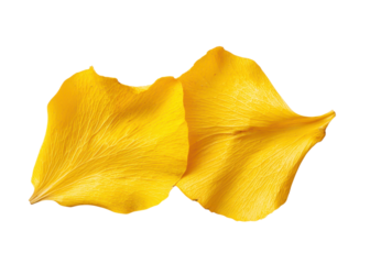 Two yellow flower petals isolated on white. Floral design element.