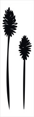 Wild Flower silhouette Vector Image Isolated On White Background