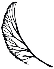 Wild Flower silhouette Vector Image Isolated On White Background