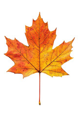 Fototapeta premium Autumn Maple Leaf: A close-up captures the vibrant colors of an autumn maple leaf, showcasing its intricate patterns and textures, symbolizing change and the beauty of the season.