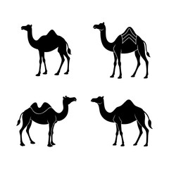 set of camels