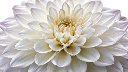 A single, large, pure white dwarf dahlia flower head in full bloom, showcasing its intricate layers of delicately arranged petals.