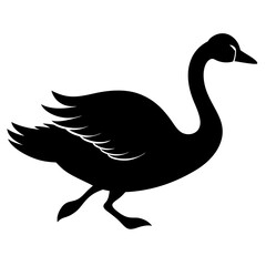 black and white swan