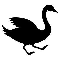 black and white swan