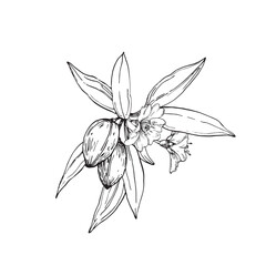 Almond branch vector illustration hand drawn with ink. Leaves, flowers and fruits of the walnut tree isolated on white background. Element for label design